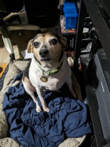A smallish tricolored dog, sitting in a dog bed, giving the camera her best "I've never been fed" look.